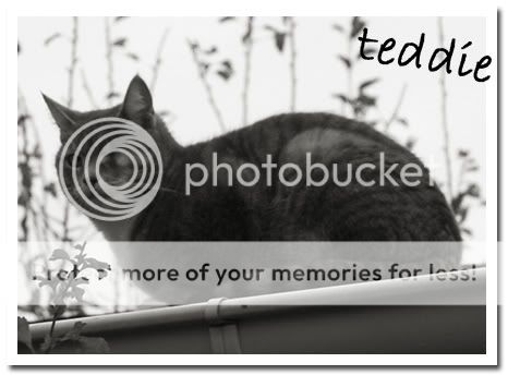 Teddie
