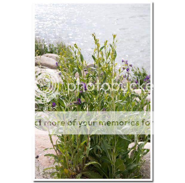 Strandblomma 1