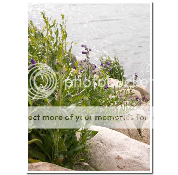 Strandblomma 2