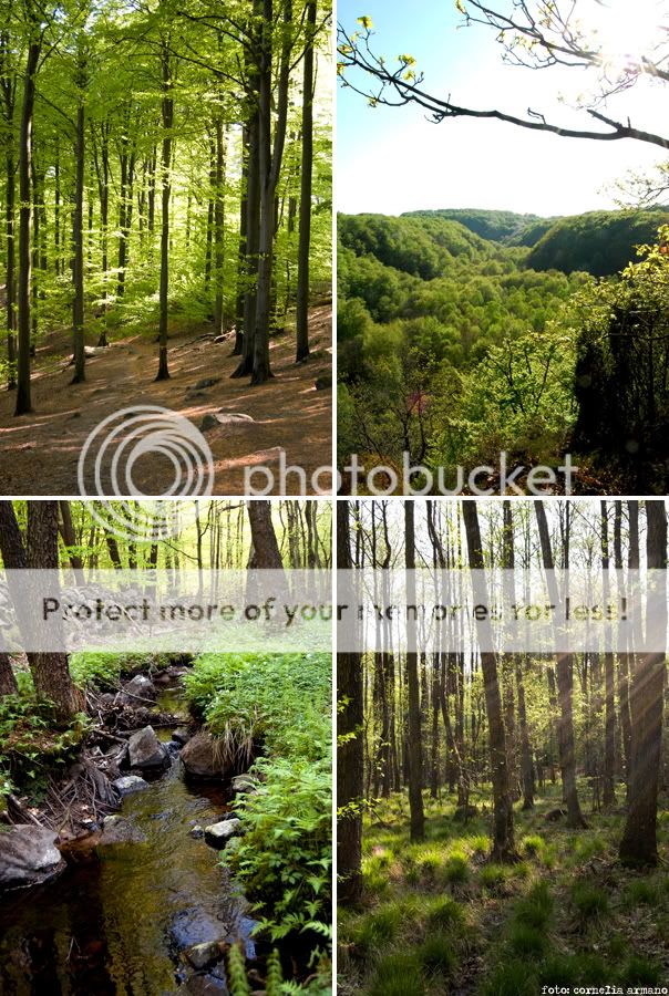 Söderåsens Nationalpark 2