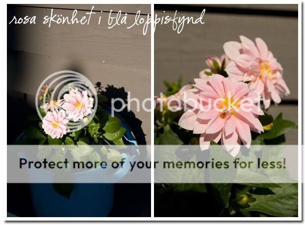 Sommardahlia i kastrull