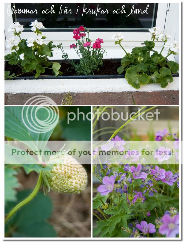 Blommor och bär