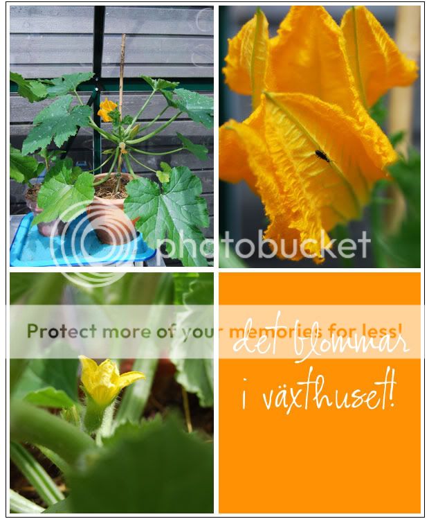 Det blommar i växthuset