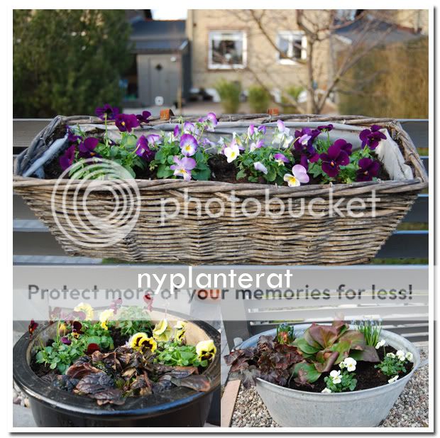 Nyplanterat