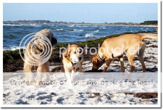 Hundarna på stranden