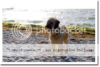 Myra på stranden