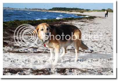 Roxy på stranden