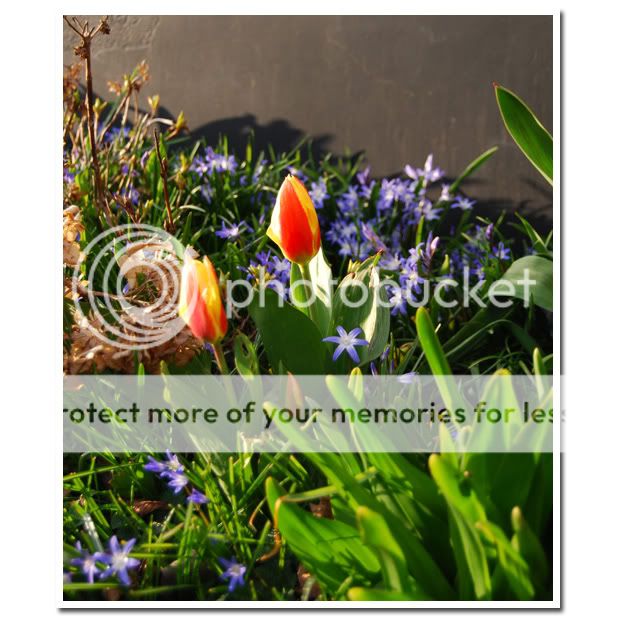 Vårblommor