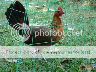 Pure+Hatch+Hen PURE BLUEFACE HATCH HEN BRANDO LINE FROM CIRCLE L photo 0491rgs1.jpg