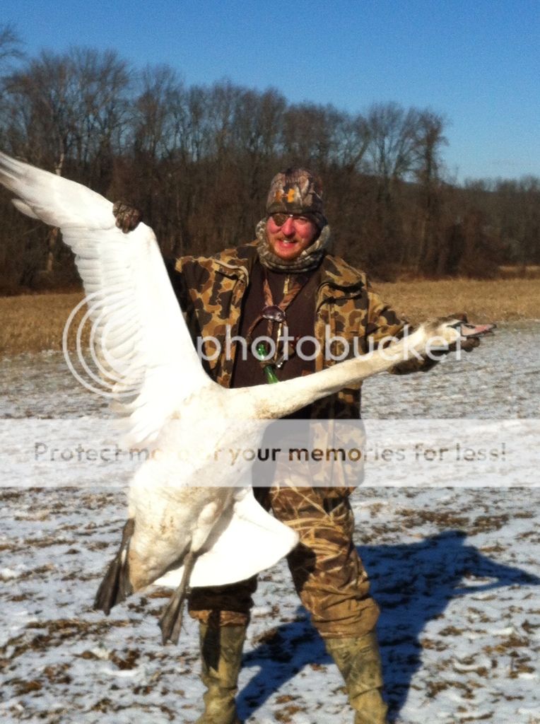 Mute swans Page 2 The Outdoor Community