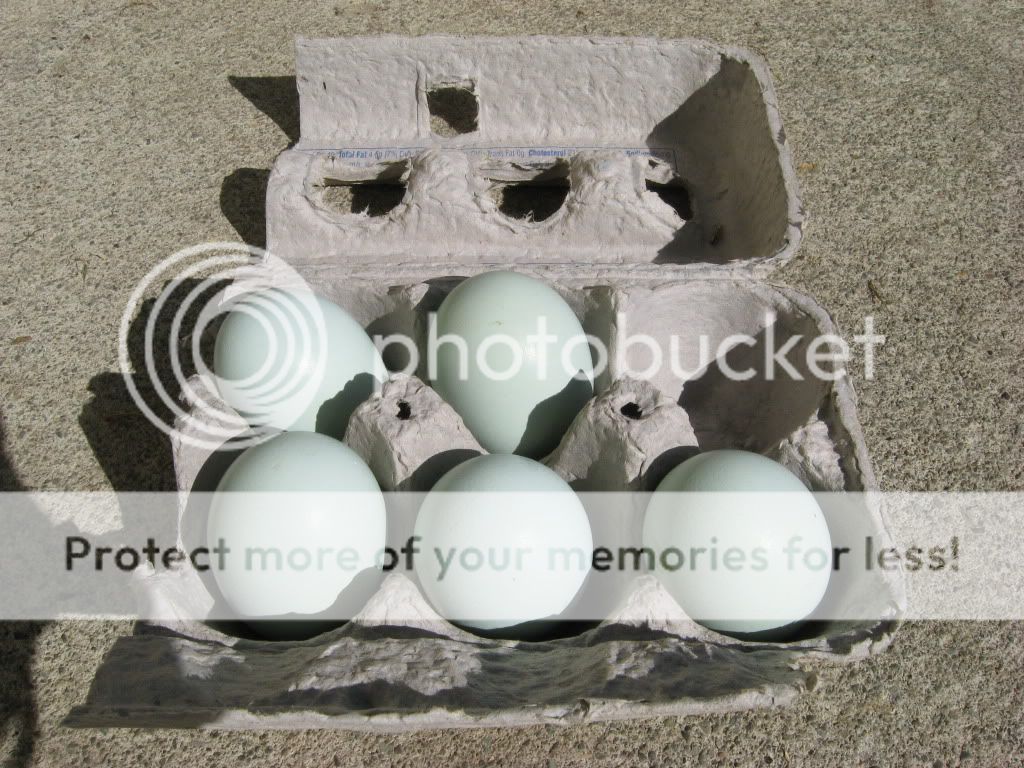 First eggs First eggs from pink banded hen